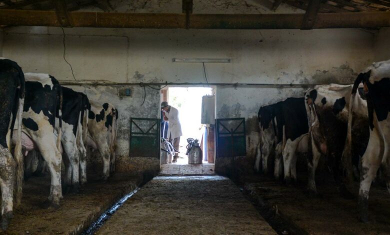 شابة تونسية تتحول من الكيمياء إلى تربية الأبقار وتؤسس قصة نجاح ملهمة