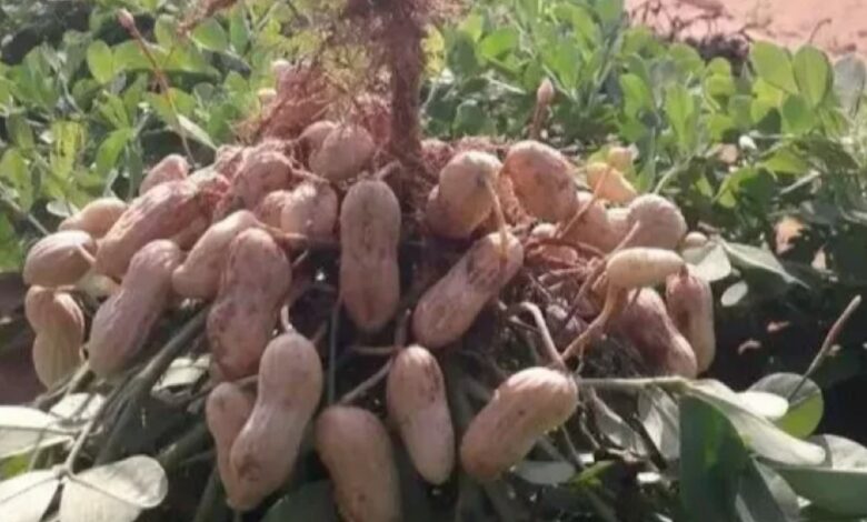 الهوارية تحافظ على ريادتها الوطنية في إنتاج الفول السوداني