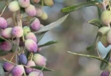 زيت الزيتون: تونس في المرتبة الثانية عالميًا