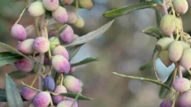 زيت الزيتون: تونس في المرتبة الثانية عالميًا