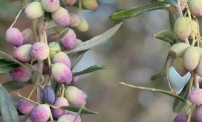 زيت الزيتون: تونس في المرتبة الثانية عالميًا