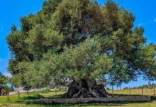 زيتونة الشرف بنابل.. أقدم زيتونة في إفريقيا تعود للعهد الفينيقي