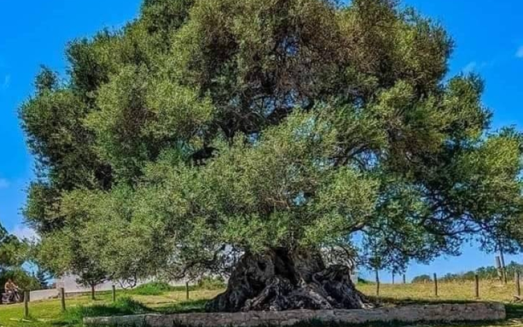 زيتونة الشرف بنابل.. أقدم زيتونة في إفريقيا تعود للعهد الفينيقي