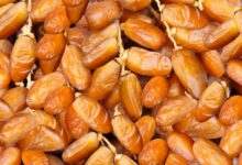 تتجاوز 400 ألف طن..صابة قياسية من التمور