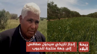 زراعة القمح