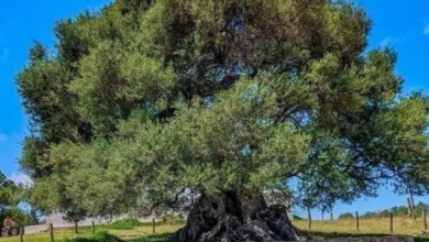 زيتونة الشرف بنابل.. أقدم زيتونة في إفريقيا تعود للعهد الفينيقي