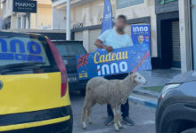 inno mouton