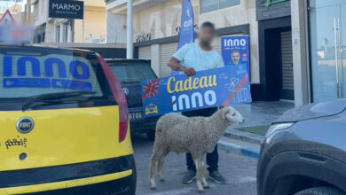 inno mouton